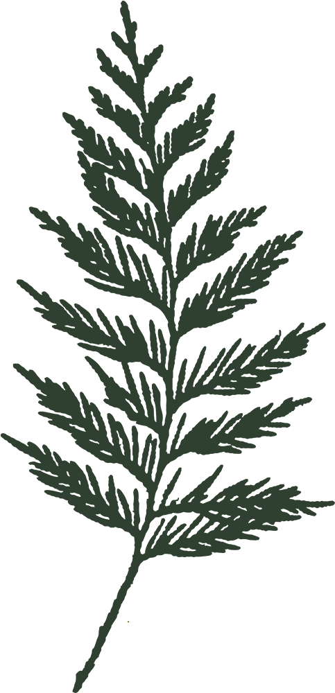 Cedar leaf created by Umeicon